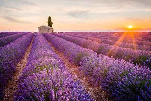 Top 7 nước hoa Lavender giá rẻ được tin dùng nhiều nhất - 1