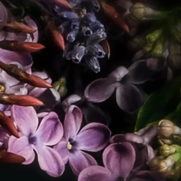 Nước Hoa Nữ Clive Christian Victoriana Heliotrope 50ml - Nước hoa - Vua Hàng Hiệu