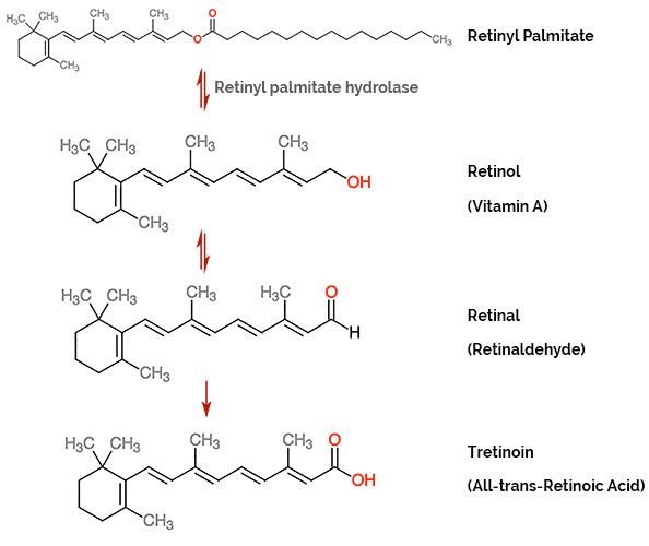 Retinyl palmitate là gì? Hiệu quả như Retinol nhưng an toàn và ít kích ứng-2