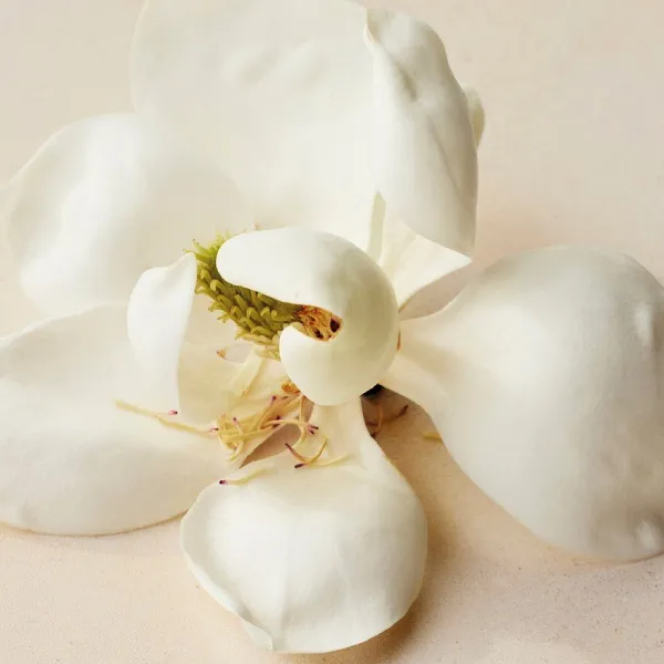 Nước Hoa Nữ Chloé Atelier Des Fleurs Magnolia Alba EDP 10ml